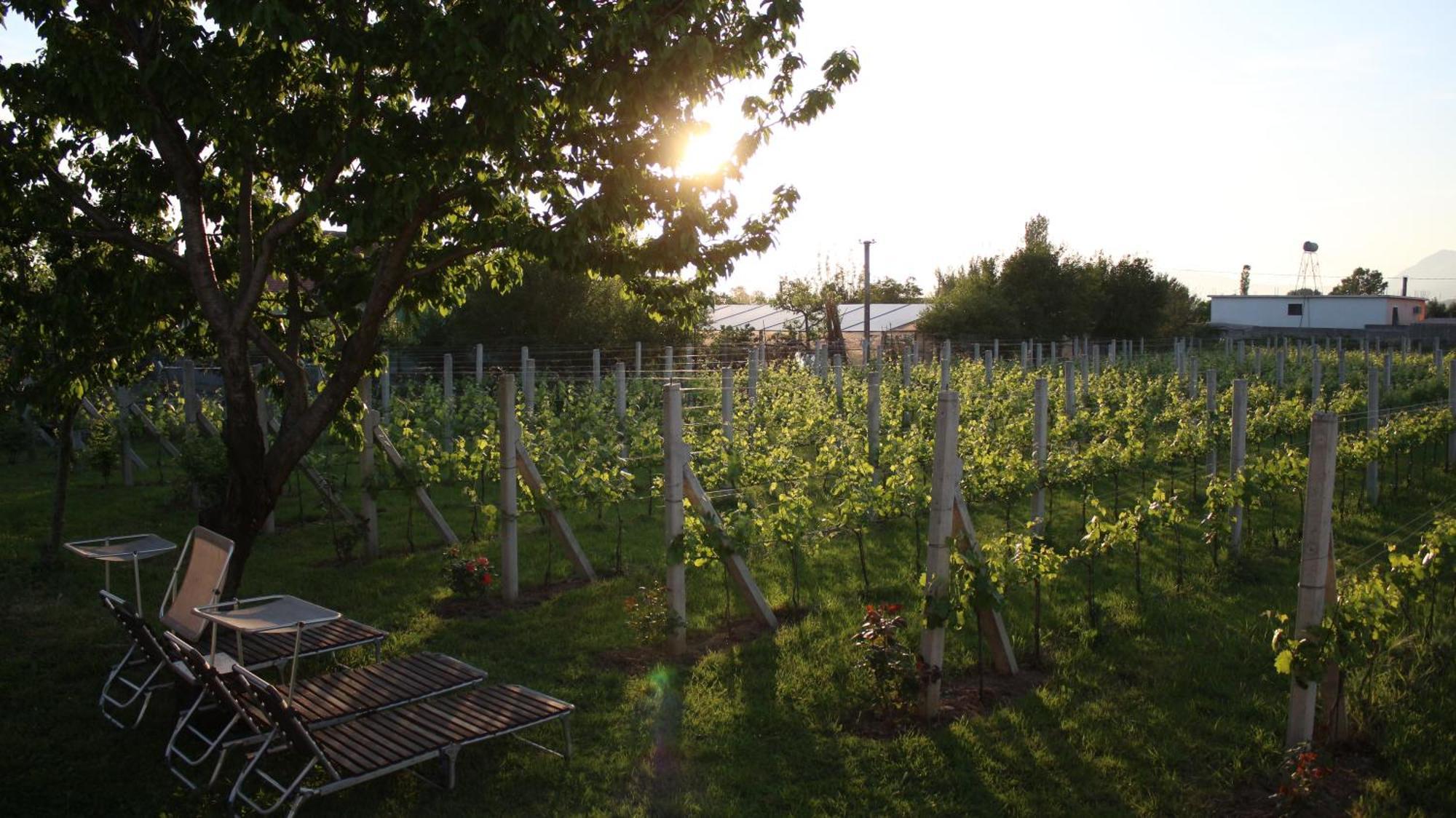 "Per Mik" Cottage In Vineyard Shkodër Eksteriør billede