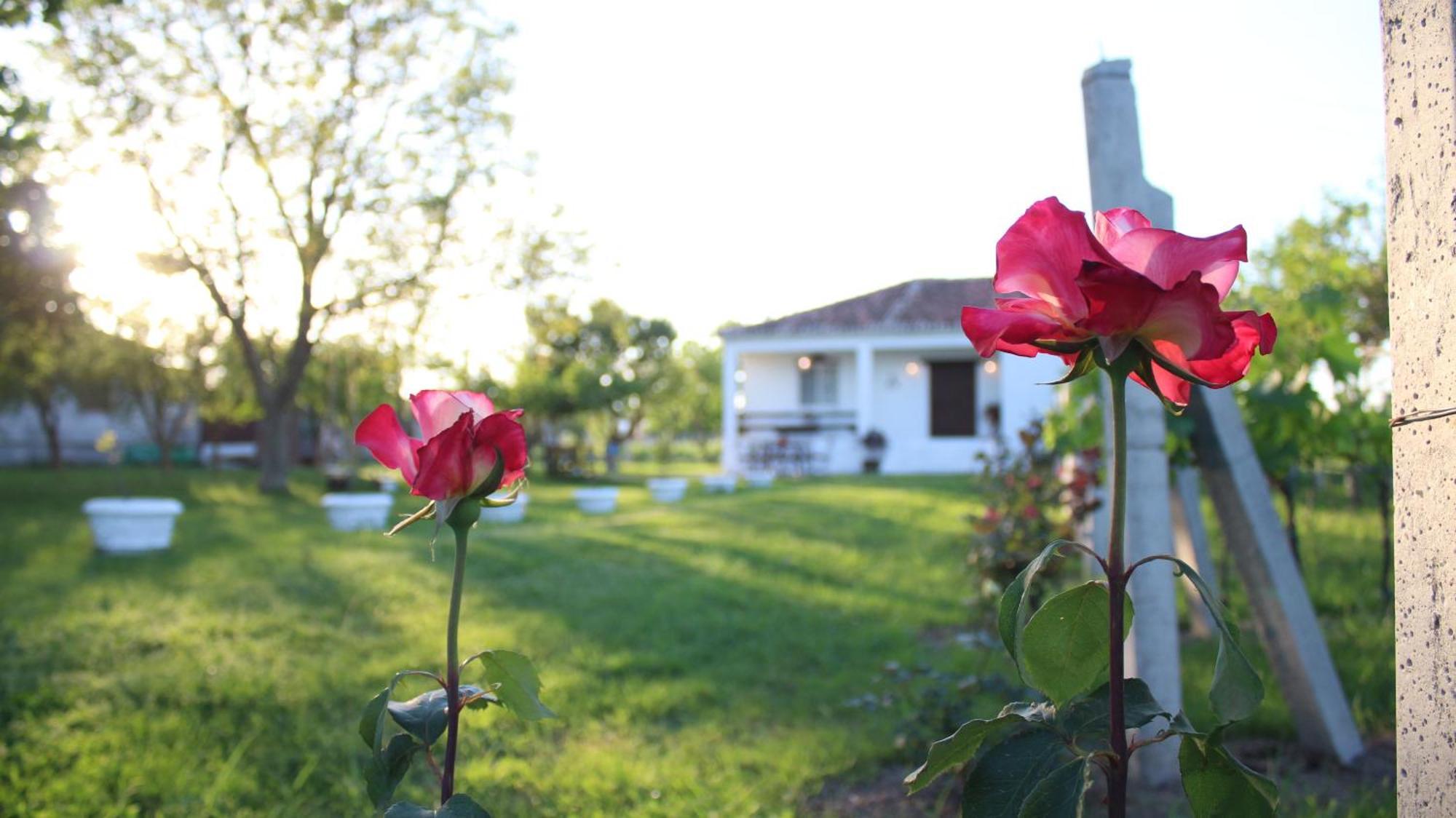 "Per Mik" Cottage In Vineyard Shkodër Eksteriør billede